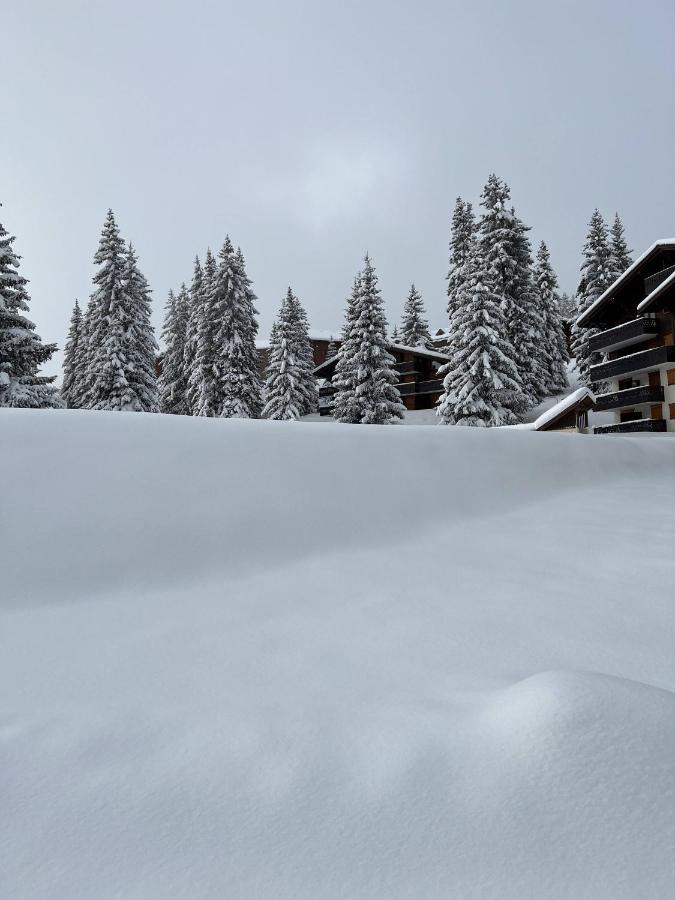 Résidence La Forêt Des Rennes - Les Saisies Villard-sur-Doron Exterior foto